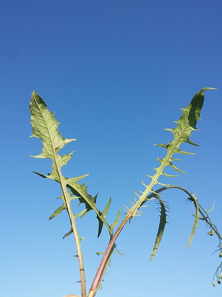 File:Crepis capillaris sl8.jpg