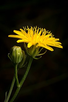 Crepis taraxacifolia.jpg