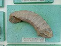 en:Crioceratites thiollirei (Astier), Lower en:Barremian, en:Brestak (Coll. St. Breskovski) at the en:Sofia University "St. Kliment Ohridski" Museum of Paleontology and Historical Geology