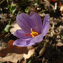 Crocus pallasii 2.jpg