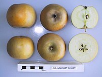 Cross section of Old Somerset Russet, National Fruit Collection (acc. 1949-214).jpg
