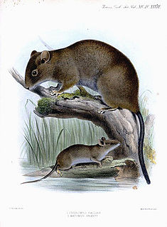 Luzon hairy-tailed rat Species of rodent