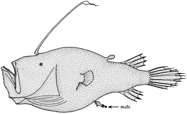 Female triplewart seadevil, an anglerfish, with male attached near vent (arrow)