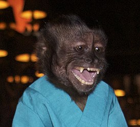 https://upload.wikimedia.org/wikipedia/commons/thumb/6/69/Crystal_the_Monkey_at_SDCC_2012_%28cropped%29.jpg/274px-Crystal_the_Monkey_at_SDCC_2012_%28cropped%29.jpg