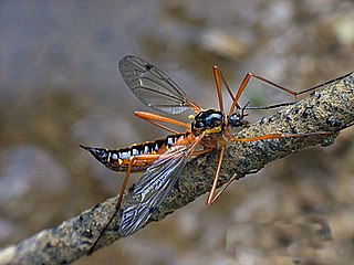 <i>Ctenophora</i> (fly) Genus of flies