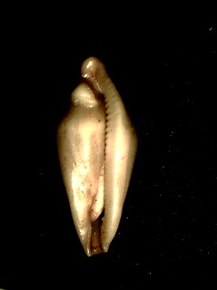 <i>Cuspivolva</i> Genus of gastropods