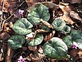 Cyclamen coum