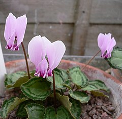 Description de l'image Cyclamen_graecum04.jpg.