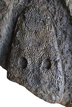 Thumbnail for Cyclotosaurus buechneri