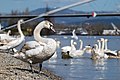 * Nomination Young swan on the floor with the "bridge of 3 countries" in the background (Huningue, France) --0x010C 01:05, 19 March 2015 (UTC) * Promotion QI for me --Isiwal 08:34, 25 March 2015 (UTC)