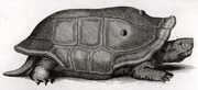 Engraving of a Réunion giant tortoise by Johann David Schoepf (1792).