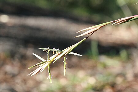 Cymbopogon refractus