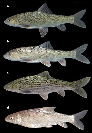 <i>Paracapoeta erhani</i> Species of fish