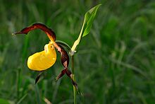 Cypripedium calceolus - Wikipedia, la enciclopedia libre