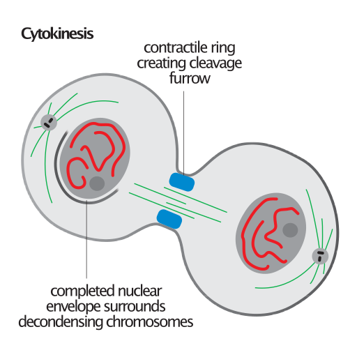 File:Cytokinesis illustration.svg