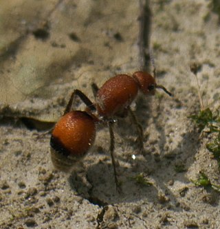 <span class="mw-page-title-main">Pompiloidea</span> Superfamily of wasps