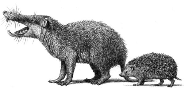 Size comparison of the giant gymnure (moonrat) Deinogalerix from the Late Miocene of Gargano, Italy, with a European hedgehog.