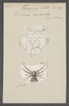 Delena - Print - Iconographia Zoologica - Special Collections University of Amsterdam - UBAINV0274 068 09 0003.tif
