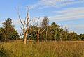 Wandeling over de Delleboersterheide.