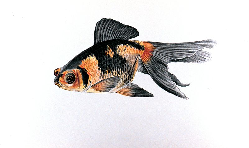 File:Demekin goldfish plate.jpg