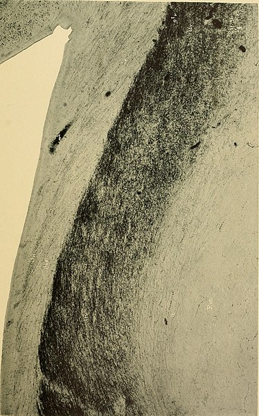 File:Denkschriften der Medicinisch-Naturwissenschaftlichen Gesellschaft zu Jena (1904) (20233692964).jpg