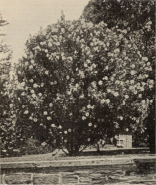 File:Descriptive catalogue of ornamental trees, shrubs, vines, evergreens, hardy plants and fruits (1901) (20374160678).jpg