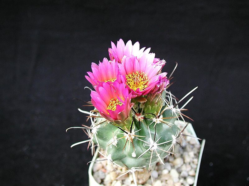File:Desert cactus in photographer studio.jpg