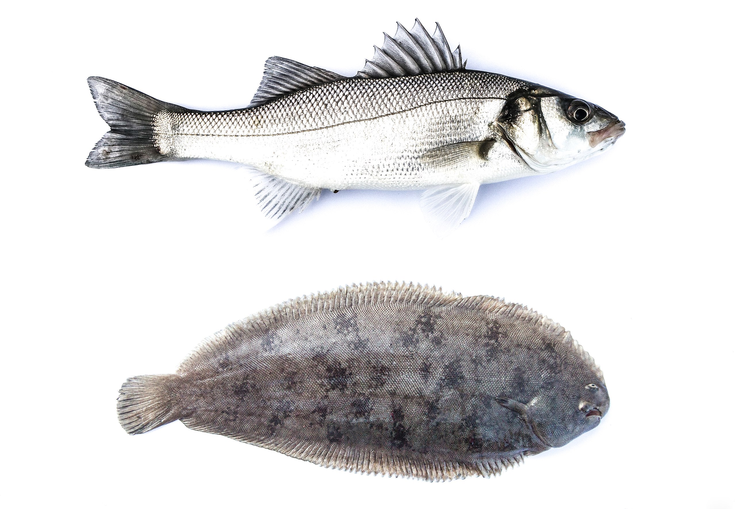 achter Nylon Schouderophalend File:Deze twee vissen de zeebaars en de tong zijn vrij duur.jpg - Wikimedia  Commons
