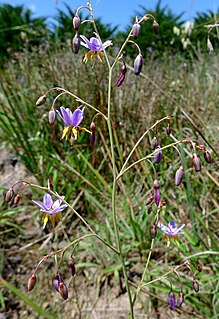 <i>Dianella amoena</i> Species of flowering plant