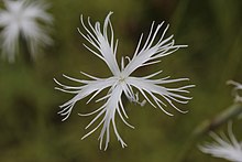 Dianthus petraeus - панорамио (1) .jpg