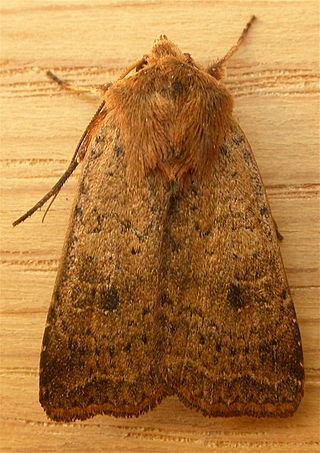 <i>Diarsia intermixta</i> Species of moth