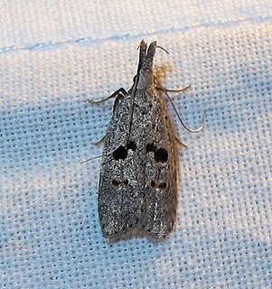 <i>Dichomeris glenni</i> Species of moth