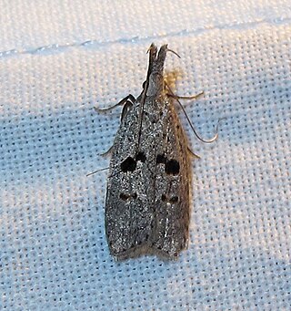 <i>Dichomeris glenni</i> Species of moth