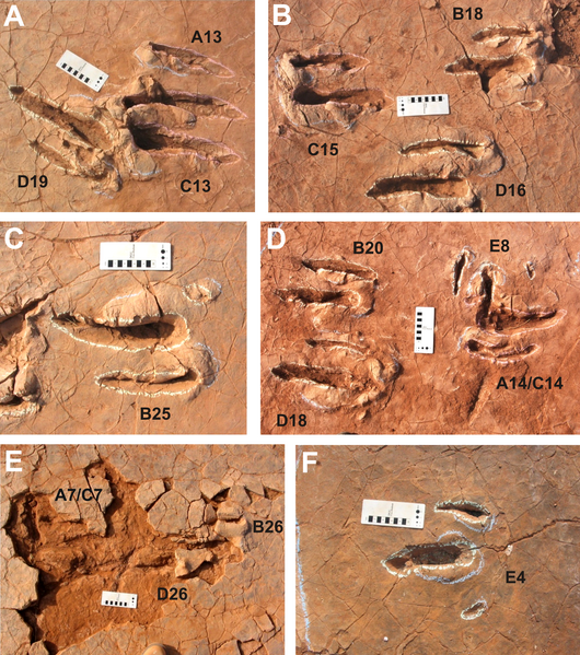 File:Didactyl tracks from Niger.png