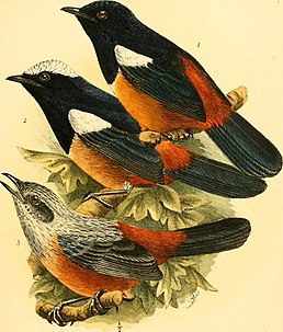 1. T. cinnamomeiventris ♂, 2. T. coronata ♂, T. cinnamomeiventris ♀