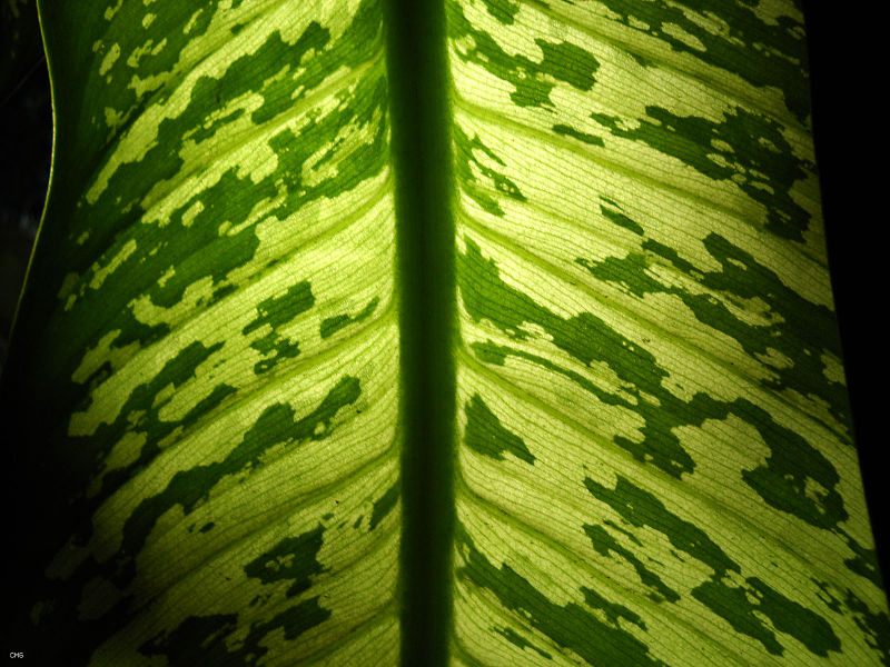 File:Dieffenbachia (4868811883).jpg