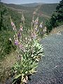 Digitalis purpurea subsp. mariana