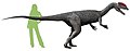 Artist's reconstruction of the dinosaur