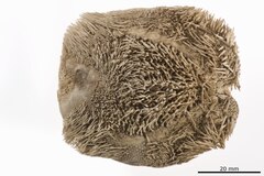 File:Diploporaster barbatus - ECH-000091 hab-ven.tif (Category:Echinodermata in the Natural History Museum of Denmark)