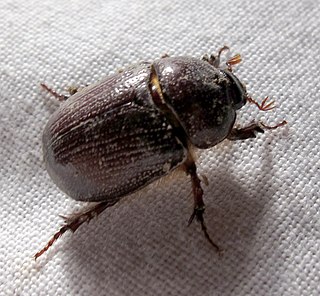 <i>Diplotaxis sordida</i> Species of beetle