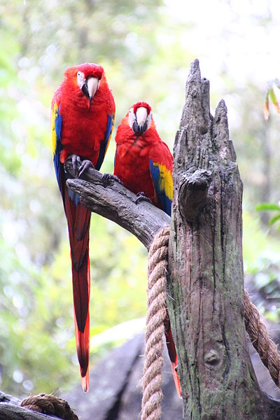 File:Disney-Animal-Kingdom-Parrots-7760.jpg