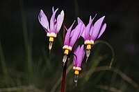 Dodecatheon pulchellum Syn. Primula pauciflora