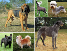 Dog_morphological_variation