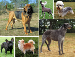 Image 45Montage showing the morphological variation of the dog. (from Dog breed)