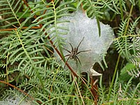 female with nest