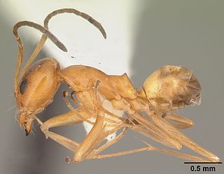 <i>Dorymyrmex bureni</i> Species of ant