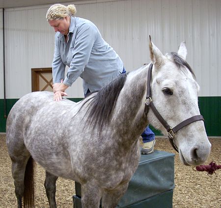 ไฟล์:Dr._Heidi_Bockhold_Adjusts_Horse.jpg