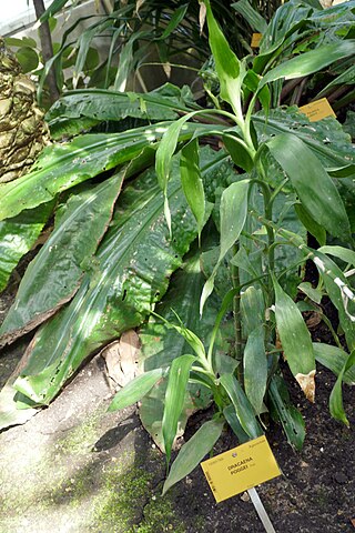 TÌNH YÊU CÂY CỎ ĐV 5 - Page 8 320px-Dracaena_poggei-Jardin_botanique_Meise_%283%29