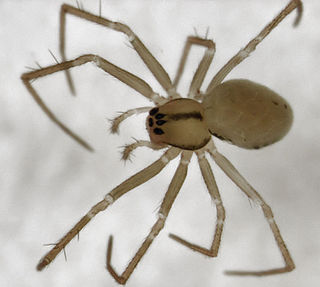 <span class="mw-page-title-main">Drapetisca australis</span> Species of spider