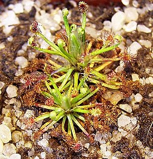 <i>Drosera meristocaulis</i> species of plant